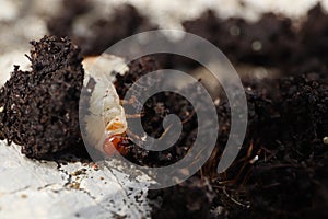 Close up of larva of the chafer beetle lat. Melolontha in brown mold