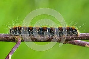 Close up of the larva of a small eggar butterfly