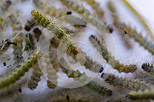 Close up Larvae or caterpillars in Webbed silken nest of The fall webworm Hyphantria cunea is a moth
