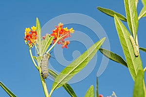 Monarch Caterpillar on Milkweed photo