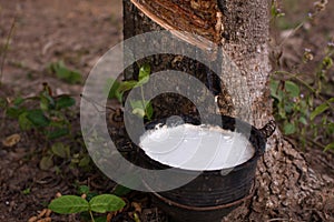 Close up latex from natural rubber tree, Hevea.