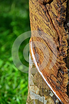 Close up of latex or rubber milk at Malaysia plantation