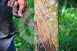 Close up of latex or rubber milk at Malaysia plantation