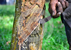 Close up of latex or rubber milk at Malaysia plantation