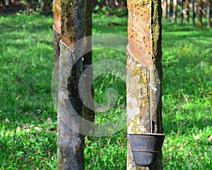 Close up of latex or rubber milk at Malaysia plantation