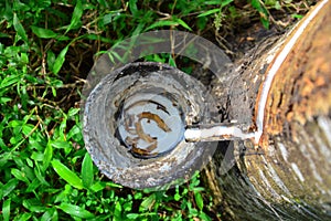 Close up of latex or rubber milk at Malaysia plantation