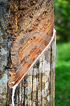 Close up of latex or rubber milk at Malaysia plantation