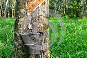 Close up of latex or rubber milk at Malaysia plantation