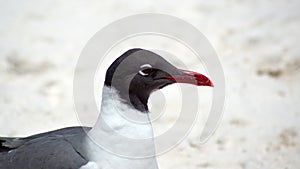 Close up of a laughing gull on the beach