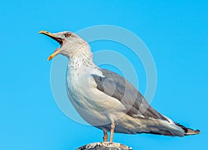 Close-up of a laughing and screaming seagull in the wild, on clean blue background sitting on a pole made of wood