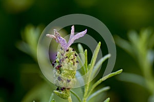 Close up lavendar herb in cluster