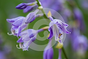 Close up of a lavendar hosta blossom