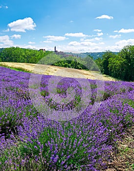Close up of lavender in bloom, Sale San Giovanni, Piedmont, Italy