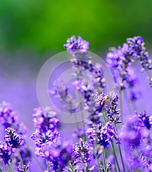 Close up of lavender in bloom, Sale San Giovanni, Piedmont, Italy