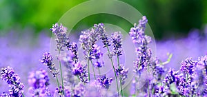 Close up of lavender in bloom, Sale San Giovanni, Piedmont, Italy