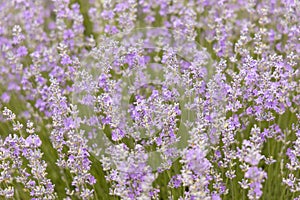 Close up lavender bushes. Flowers of lavandula