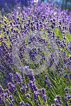 Close-up Lavender bushes in sunny day