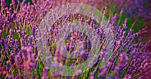 Close up of lavender field