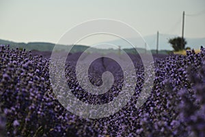 Close-up in a lavender field,Plateau d`Albion,