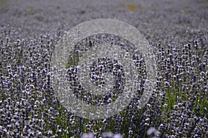 Close-up in a lavender field,Plateau d`Albion,