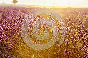 Close up of a lavender fiels in Valensole, France