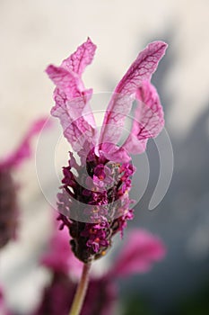 Close up lavender flower