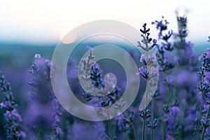 Close up Lavender flower blooming scented fields in endless rows on sunset. Selective focus on Bushes of lavender purple