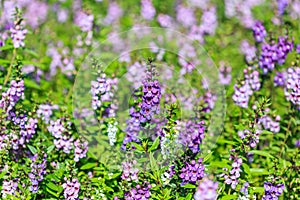 Close up lavender flower