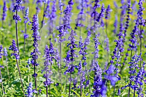 Close up lavender flower