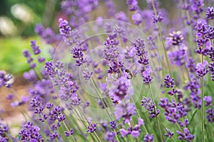 Close up of lavender flower. Lavender background. Bumblebee on lavender