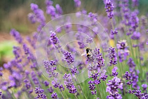 Close up of lavender flower. Lavender background. Bumblebee on lavender