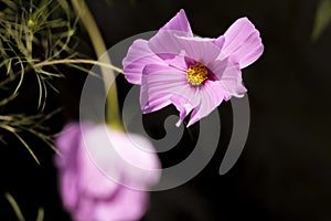 Close up of a lavender flower with soft petals against a dark background