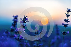 Close up Lavender flower on sunset. Selective focus on Bushes of lavender purple aromatic flowers at lavender fields of the French photo