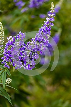 Close up of a lavender flower, Vitex Agnus castus,  Bok Tower gardens Lake Wales, Florida USA.