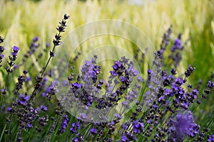 Close up of lavender flowers against barley field in bloom during summer season.