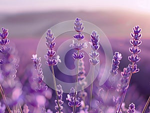 Close up of lavender flowers in bloom with a sunset glow. Purple hued backdrop for design, nature inspired wallpaper