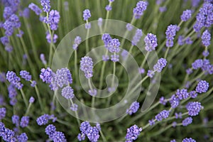 Close up of Lavender flowers