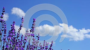 Close up of lavender flowers. Lavender field. Blue sky and clouds on the background in soft focus. Lavandula flowers