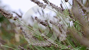 Close-up of lavender flowers waving in a rain.