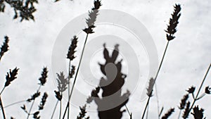 Close up of lavender flowers, waving in the wind and rain.