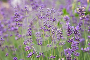 Close up of lavender. Lavender background