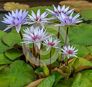 Close-up of Lavender and White Water Lilies