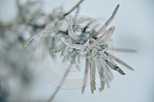 Close up of lavender in winter photo