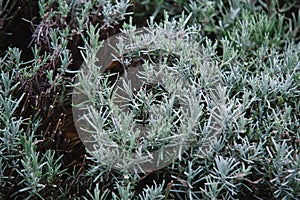 Close up on lavendula anfustifolia photo