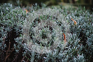 Close up on lavendula anfustifolia