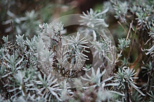 Close up on lavendula anfustifolia, top view photo