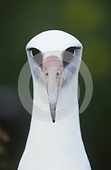 Close-up of Laysan Albatross (Phoebastria immutabilis) front view