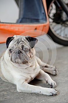 Close up lazy pug dog, boring, sadness, unhappy, miss, looking, motercycle