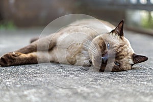 Close-up of a Lazy seal brown cat sleeping on stone floor