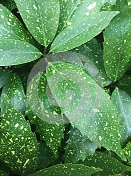 Close-up leaf